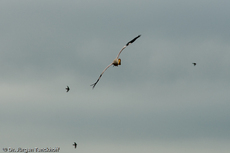 Nimmersatt (13 von 22).jpg